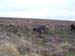 15sp